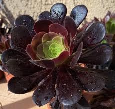 Flower Seeds, Seeds,Seeds For Planting,Plant Seeds