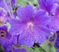 Flower Seeds, Seeds,Seeds For Planting,Plant Seeds