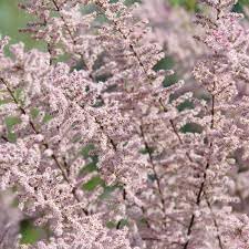 Flower Seeds, Seeds,Seeds For Planting,Plant Seeds