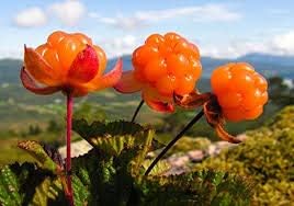 Fruit Seeds,Garden seeds, Seeds For Planting,Plant Seeds