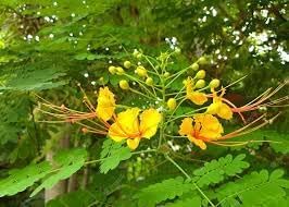 Flower Seeds, Seeds,Seeds For Planting,Plant Seeds