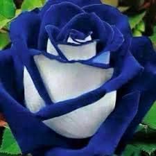 Flower Seeds, Seeds,Seeds For Planting,Plant Seeds