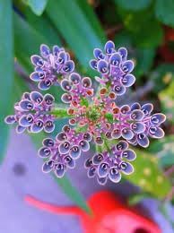 Flower Seeds, Seeds,Seeds For Planting,Plant Seeds