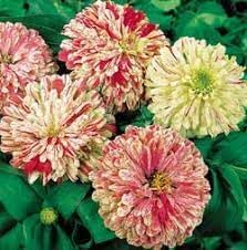 Flower Seeds, Seeds,Seeds For Planting,Plant Seeds