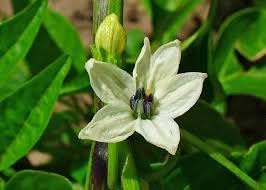 Flower Seeds, Seeds,Seeds For Planting,Plant Seeds