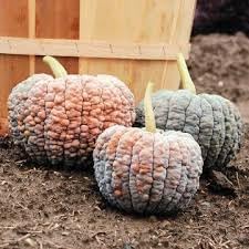 Vegetable Seeds,Garden seeds, Seeds For Planting,Plant Seeds