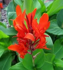Flower Seeds, Seeds,Seeds For Planting,Plant Seeds