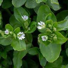 Flower Seeds, Seeds,Seeds For Planting,Plant Seeds