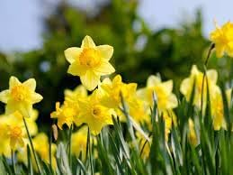 Flower Seeds, Seeds,Seeds For Planting,Plant Seeds