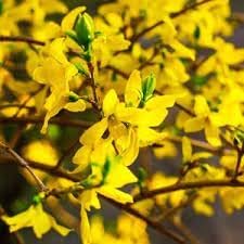 Flower Seeds, Seeds,Seeds For Planting,Plant Seeds