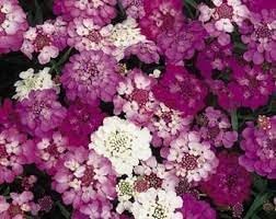 Flower Seeds, Seeds,Seeds For Planting,Plant Seeds