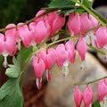 Bleeding Heart Flower Seeds for Planting – Heirloom, Non-GMO, Wildflower Mix Garden Seeds