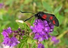 Flower Seeds, Seeds,Seeds For Planting,Plant Seeds