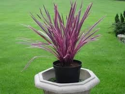 Flower Seeds, Seeds,Seeds For Planting,Plant Seeds