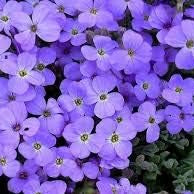 Flower Seeds, Seeds,Seeds For Planting,Plant Seeds