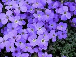 Flower Seeds, Seeds,Seeds For Planting,Plant Seeds