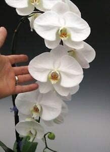 Flower Seeds, Seeds,Seeds For Planting,Plant Seeds