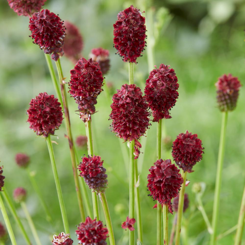 Sanguisorba Officinalis Flower Seeds for Planting – Heirloom, Non-GMO, High Germination Organic Garden Seeds
