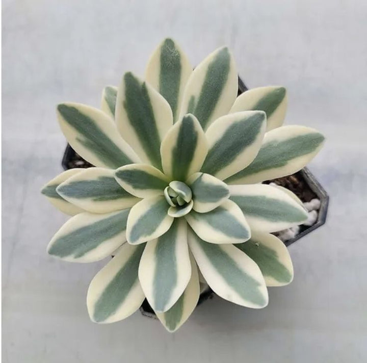 White Green Succulent Flower Seeds – Bright Blooms, Heirloom & Non-GMO Seeds for Home Garden