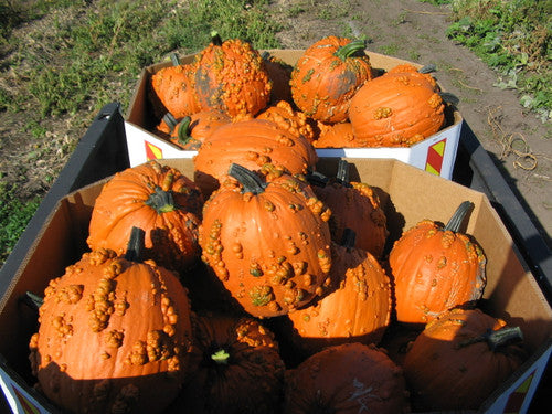 Knucklehead Pumpkin Seeds for Planting – Heirloom, Non-GMO, Unique Warty Decorative Pumpkin – High Germination