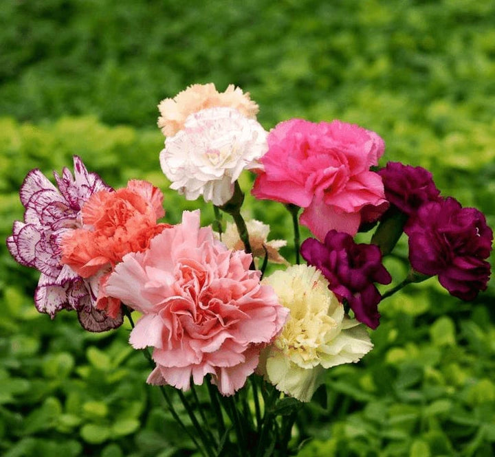 Dianthus Carnation Flower Seeds for Planting – Heirloom Non-GMO, High Germination Organic Garden Seeds