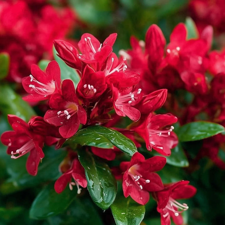 Red Weigela Flower Seeds for Planting – Heirloom Non-GMO, High Germination Organic Garden Seeds