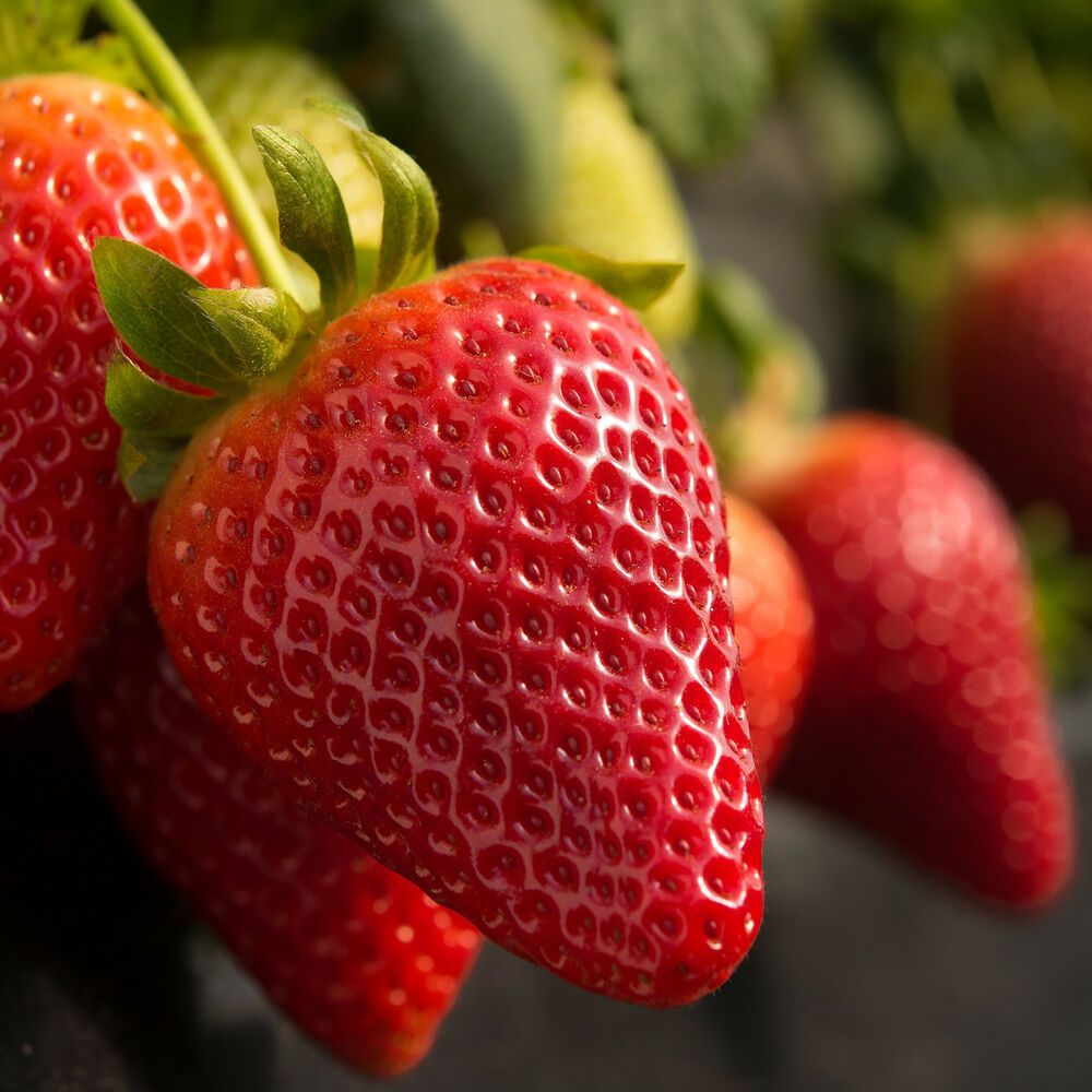 Burgundy Strawberry Fruit Seeds for Planting – Heirloom Non-GMO Rich Flavor High Germination Organic Garden Seeds