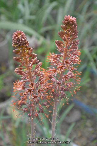 Flower Seeds, Seeds,Seeds For Planting,Plant Seeds