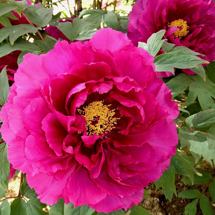 Flower Seeds, Seeds,Seeds For Planting,Plant Seeds