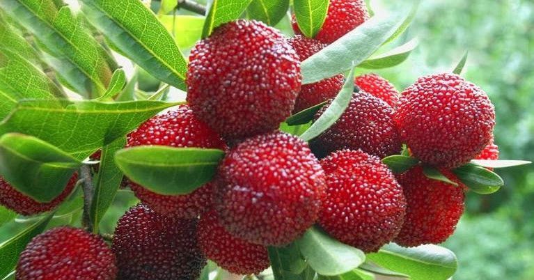 Myrica Rubra Bayberry Fruit Seeds for Planting – Heirloom Non-GMO Fragrant Tropical Tree Seeds with High Germination