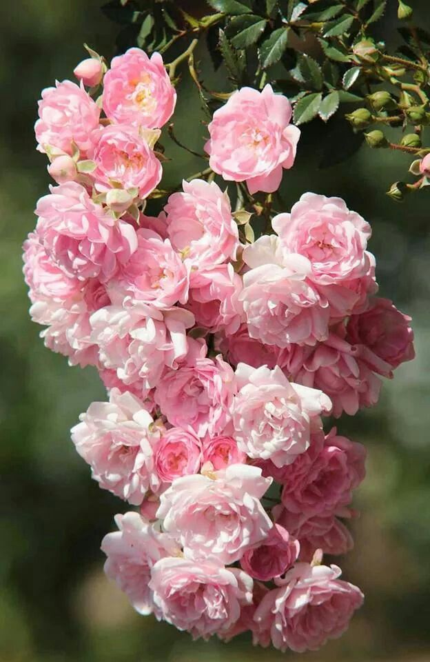 Light Pink Cream Holland Rose Flower Seeds for Planting – Heirloom, Non-GMO, High Germination