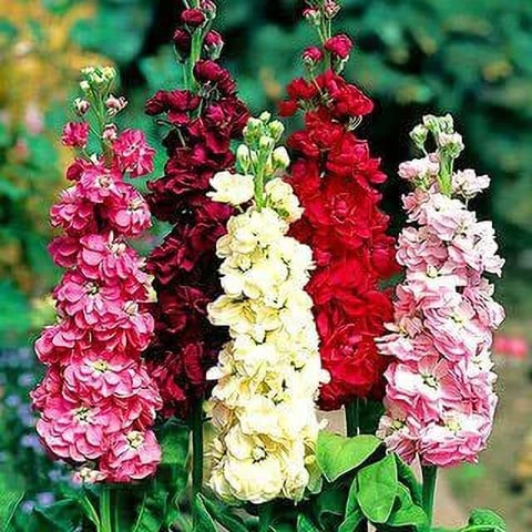 Matthiola Flower seeds for Planting Heirloom Non-GMO Seeds for Home Garden High Germination Organic Garden Seeds