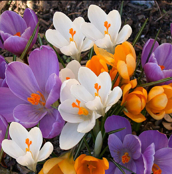 Mixed Colors Crocus Flower Seeds for Planting – Heirloom Non-GMO, High Germination Organic Garden Seeds