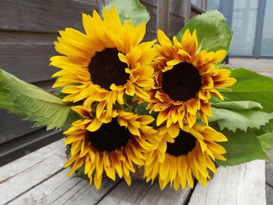 Sunflower Mixed Flower Seeds for Planting 100 pcs - Bright Blooms, Heirloom & GMO Free Seeds for Home Garden