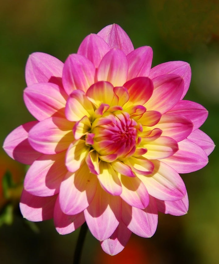 Yellow Pink Dahlia Flower Seeds for Planting – Heirloom, Non-GMO, High Germination Organic Garden Seeds