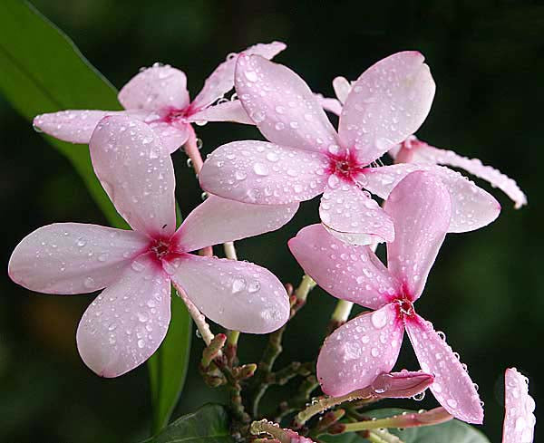 Light Pink Gardenia Flower Seeds for Planting – Heirloom, Non-GMO, Fragrant, High Germination Seeds
