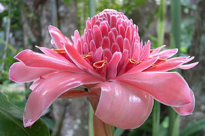 Pink Torch Ginger Flower Seeds for Planting – Heirloom Non-GMO, High Germination Organic Garden Seeds