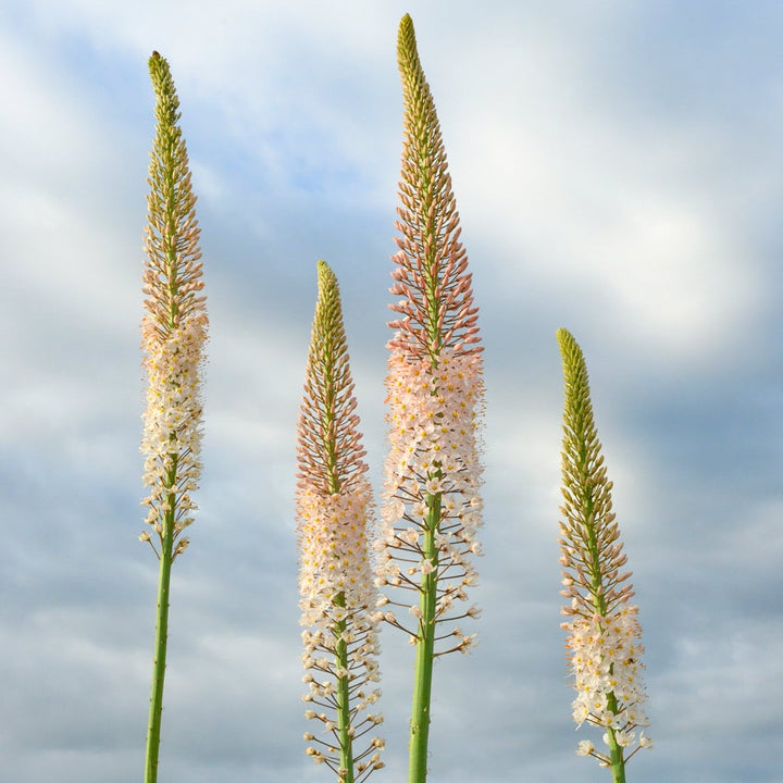 Eremurus Flower Seeds for Planting – Heirloom Non-GMO, High Germination Organic Garden Seeds