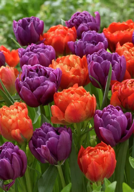 Orange Purple Tulip Flower Seeds for Planting – Heirloom, Non-GMO, High Germination Organic Garden Seeds