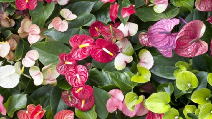 Anthurium Multi-Colour Flower Seeds for Planting – Heirloom, Non-GMO, High Germination Organic Garden Seeds