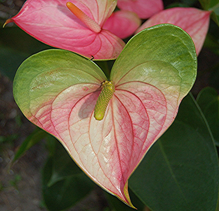 Pink & Green Anthurium Flower Seeds for Planting – Heirloom, Non-GMO, Fragrant, High Germination
