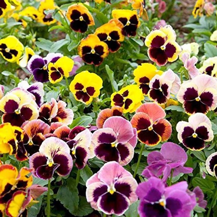 Pansy Flower Seeds for Planting Mixed Colors – Bright Blooms, Heirloom, Non-GMO, High Germination Organic Garden Seeds