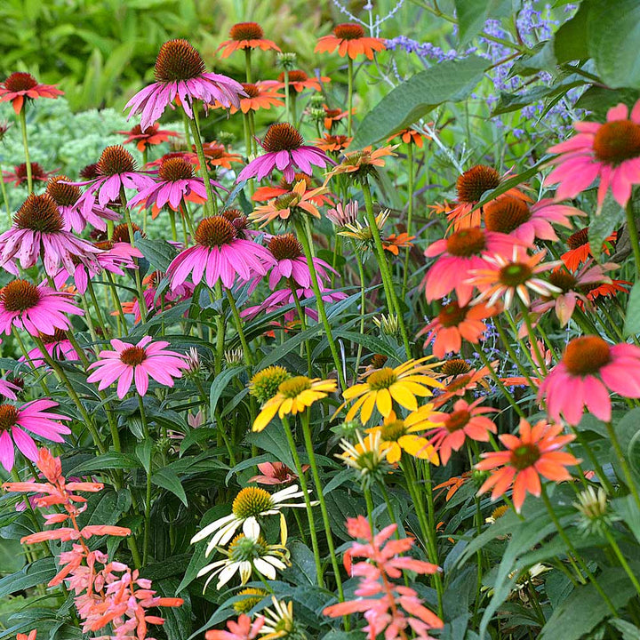 Echinacea Cheyenne Spirit Flower Seeds for Planting – Heirloom, Non-GMO, High Germination Organic Garden Seeds