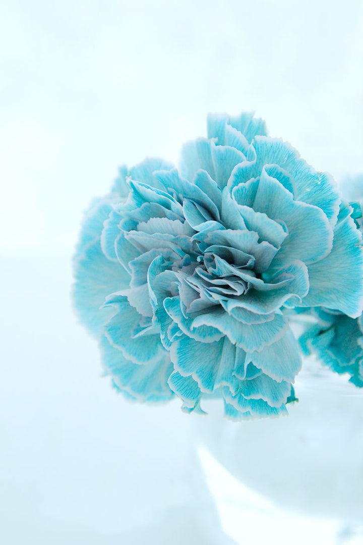 Sky Blue Carnation Flower Seeds for Planting – Bright Blooms, Heirloom & Non-GMO Home Garden Seeds