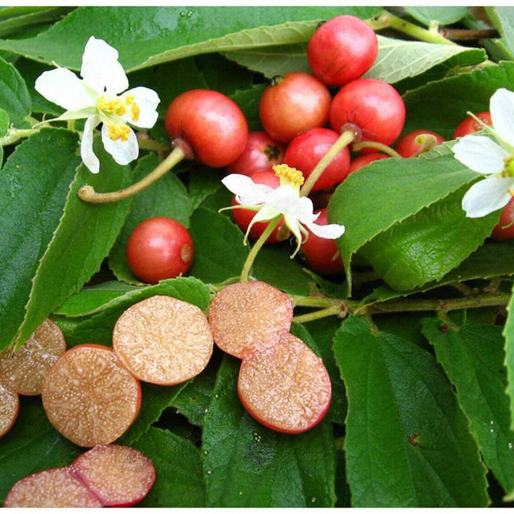 Muntingia Calabura fruit seeds for planting - Heirloom & Non-GMO Garden seeds