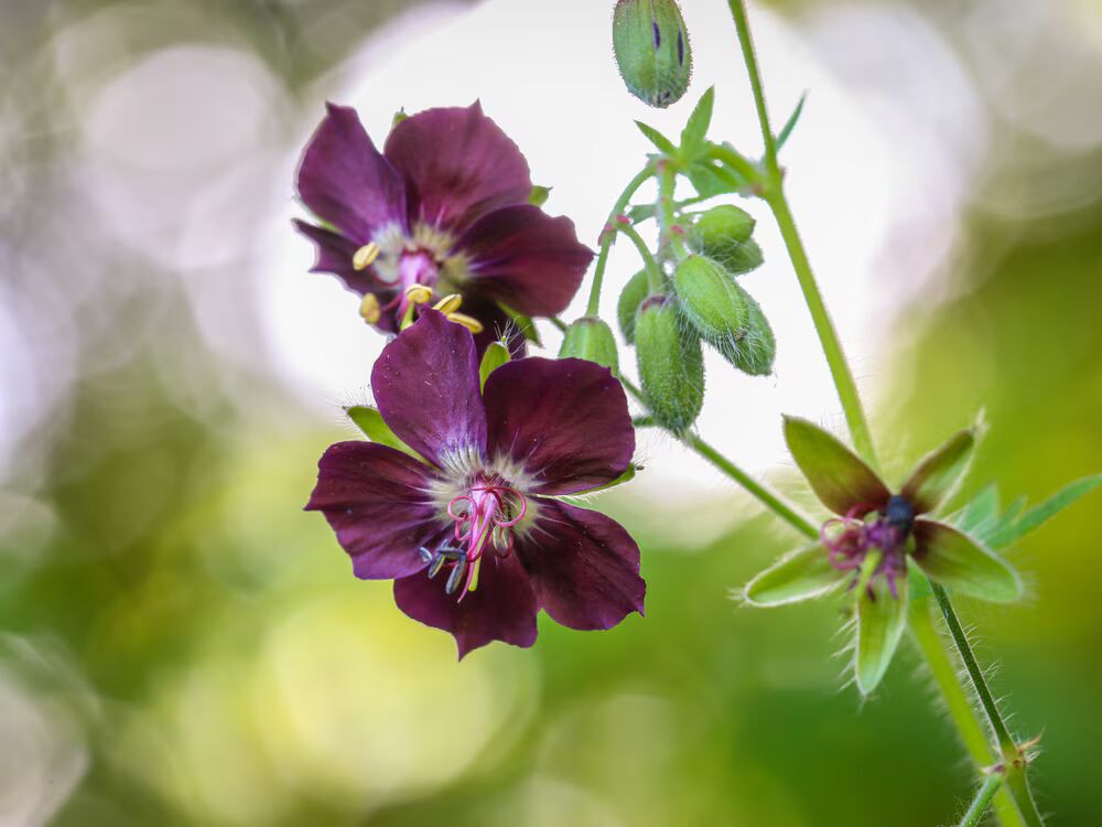 Violet Brown Geranium Flower Seeds for Planting – Heirloom, Non-GMO, High Germination Organic Garden Seeds
