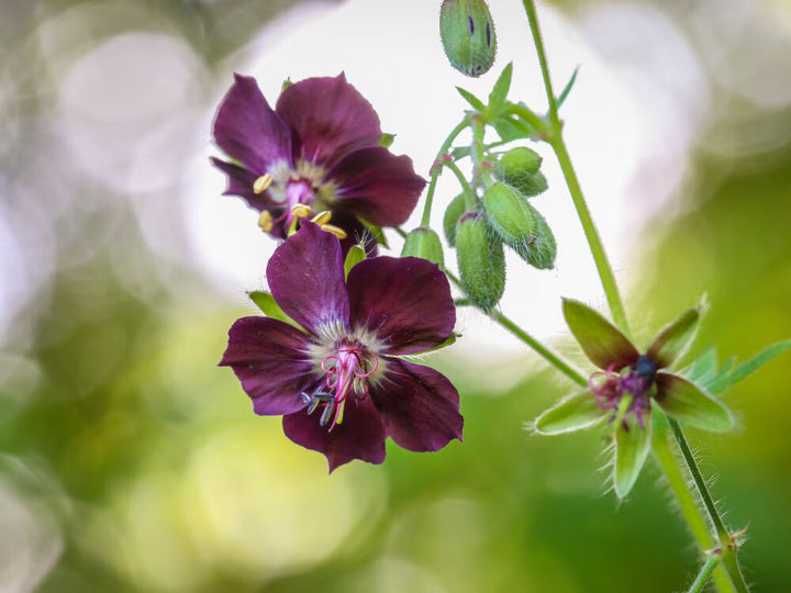 Violet Brown Geranium Flower Seeds for Planting – Heirloom, Non-GMO, High Germination Organic Garden Seeds