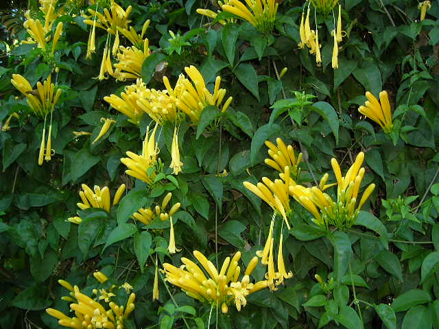 Yellow Pyrostegia Venusta Seeds Flower Seeds for Planting – Heirloom, Non-GMO, Organic Garden Seeds