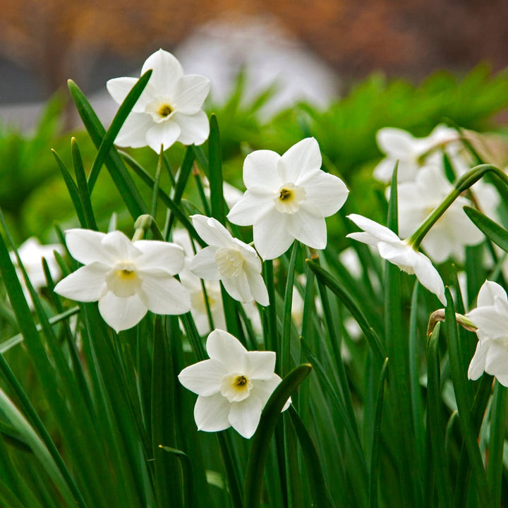 White Green Narcissus Flower Seeds for Planting - Easy to Grow, Heirloom & Non-GMO Organic Garden Seeds
