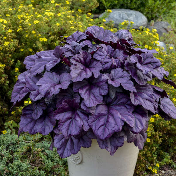 Purple Coral Bell Flower Seeds for Planting – Heirloom Non-GMO, High Germination Organic Garden Seeds